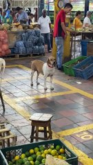 Pooch Stares at Look-alike on Sign
