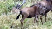 Léopard Vs buffle  Incroyable bataille pour la survie