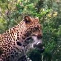 Mother Monkey Hold Baby One Week After Failed To Protect From Leopard Hunting | Poor Baby Monkey