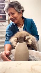 Raccoon Reluctantly Learns Pottery
