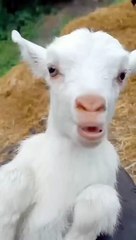 Cute Goats kambing lucu
