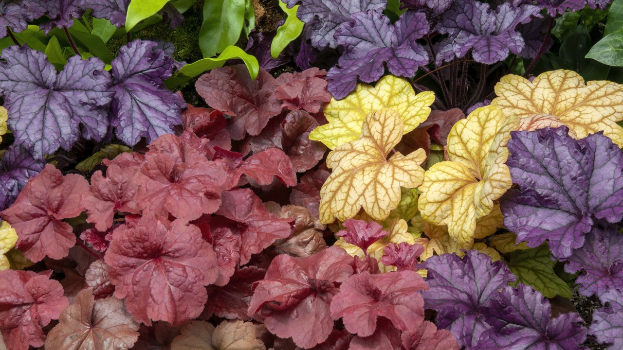 12 Best Border Plants for Your Garden