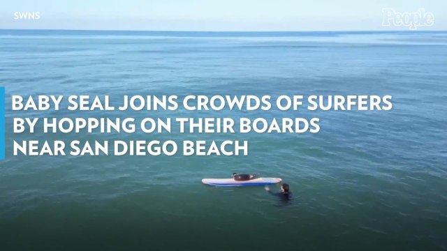 Baby Seal Joins Crowds of Surfers By Hopping on Their Boards Near San Diego Beach