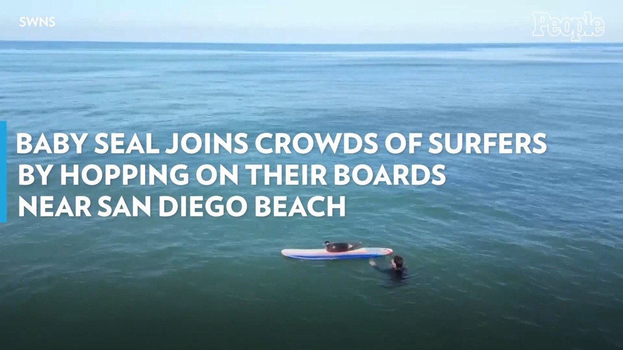 Baby Seal Joins Crowds of Surfers By Hopping on...