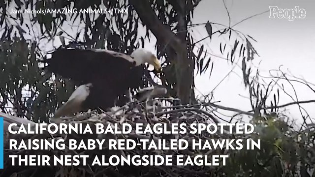 California Bald Eagles Spotted Raising Baby Red-Tailed Hawks in Their Nest Alongside Eaglet