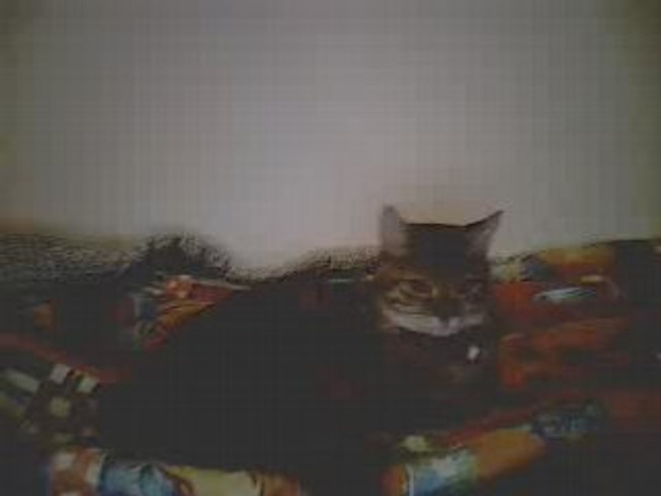 ma cat cannelle