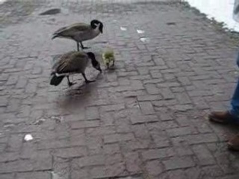 OIES BERNACHES ET OISON AVEC NEIGE ** 25 MARS 2008