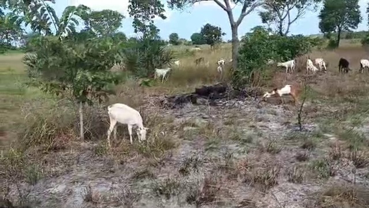 Goats Grazing