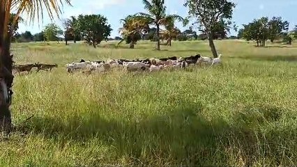 Goats Walking