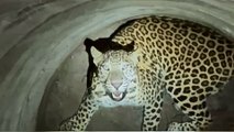 Valientes rescatistas salvan a un leopardo atrapado en un pozo