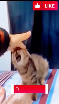 Popular Cute Animals Funny Videos 1 #funny #funnyvideo #cat #dog #funnyvideos #animals #trending