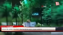 Ankara’da sokak köpekleri çöp karıştıran yavru ayıya saldırdı