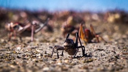 Mormon crickets invade Nevada