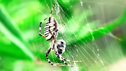 Insects That Will Make You Regret If You Want to Kill Them