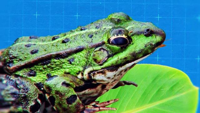 If It Were Not Filmed No One Would Believe It