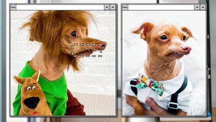 15 Unusual Animals That Are Hard to Believe in