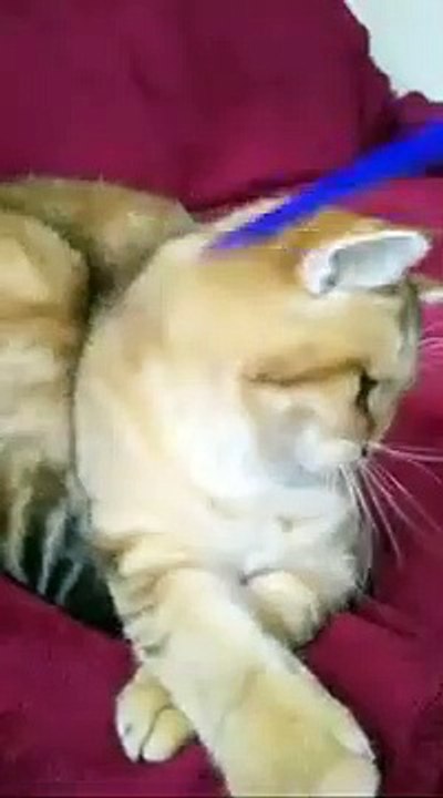 videoplayback 1212121212121