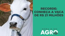 Recorde mundial: conheça a vaca de R$ 21 milhões | HORA H DO AGRO