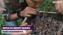 Sensasi Wisata Sedot Madu dari Sarangnya di Tengah Kebun Pekalongan