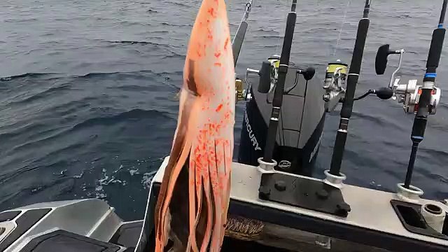 Big Angry Swordfish Tagged And Released!!