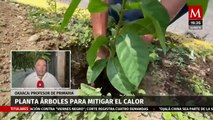 En Oaxaca, un profesor de primaria planta árboles para mitigar los efectos del cambio climático