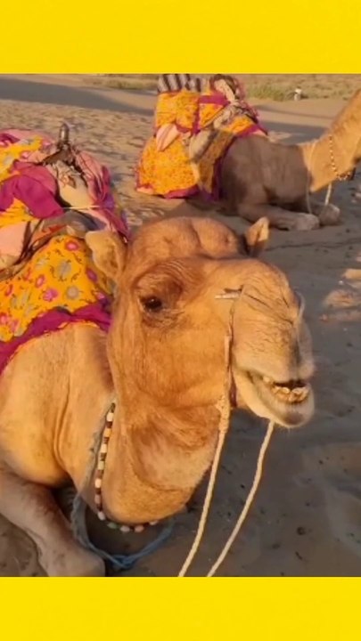 Interesting facts about animal. #facts #animal facts