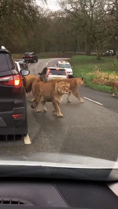Leones paran el tránsito