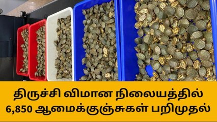 திருச்சி விமான நிலையத்தில் 6,850 ஆமைக்குஞ்சுகள் பறிமுதல்!