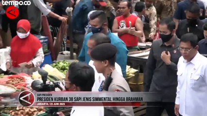 38 Ekor Sapi Kurban dari Presiden Joko Widodo Berjenis Simmental Hingga Brahman
