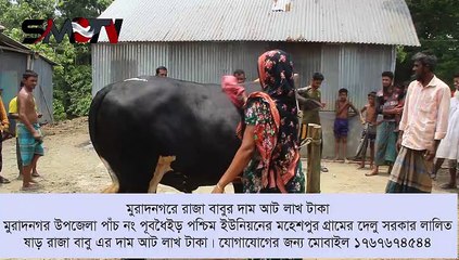 মুরাদনগরে রাজা বাবুর দাম আট লাখ টাকা