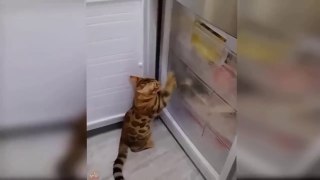 Funny Dogs And Cats Videos  Best Animal 2023