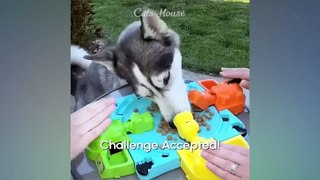 Funniest Cats and Dogs 2023  New Funny Animals