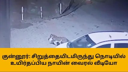 சிறுத்தையிடமிருந்து நொடியில் உயிர்தப்பிய நாயின் வீடியோ வைரல்