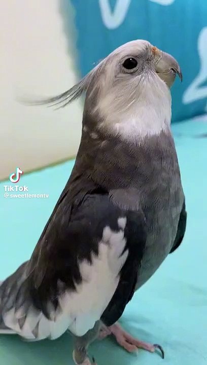 Gray coktail singing