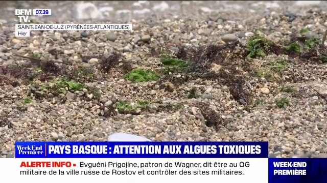 Ostreopsis: attention aux algues toxiques sur la côte basque