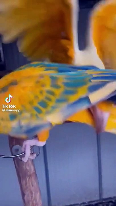 Goldmacaw