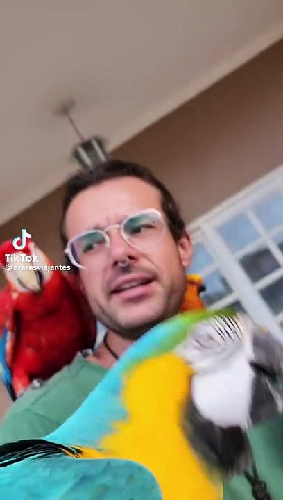 Macaw coming back home