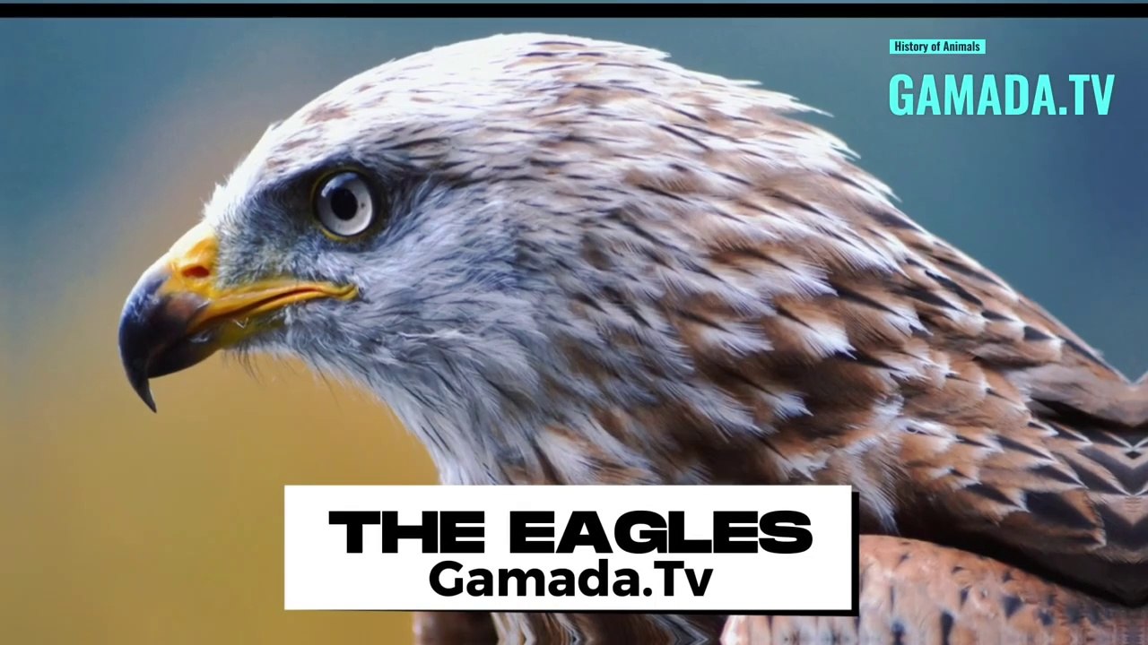 Eagles and Their Predatory Prowess:A Story of Power and Agility