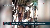 Maling Kambing Lakukan Aksi di Depok! Modus Kurban Langsung Disembelih di Kandang