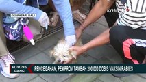 Waspada Virus Rabies pada Hewan Peliharaan, Pemprov Bali Tambah 200.000 Dosis untuk Disuntikkan!