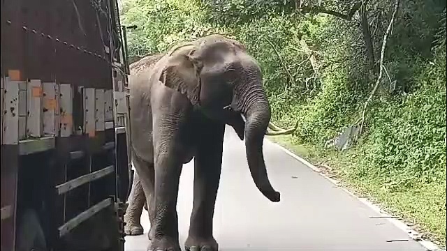 லாரியில் வழிப்பறி செய்து கரும்புகளை ருசிபார்த்த காட்டு யானை