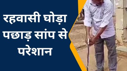 शिवपुरी: 2 दिन से रहवासी घोड़ा पछाड़ सांप से परेशान, फॉरेस्ट कर्मियों ने किया रेस्क्यू