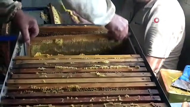 Les abeilles ont travaillé, le quart de traite des apiculteurs a commencé