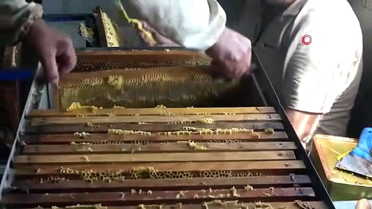 Les abeilles ont travaillé, le quart de traite des apiculteurs a commencé