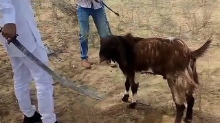 Sikh is Playing with Goat #comedy #prank #funny #todosomething