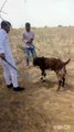 Sikh is Playing with Goat #comedy #prank #funny #todosomething