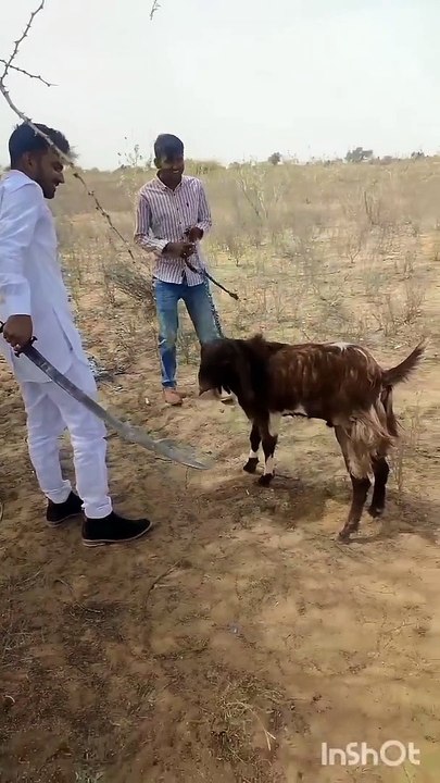 Sikh is Playing with Goat #comedy #prank #funny #todosomething