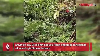 Artvin’de çay üreticinin kabusu Hopa engereği bahçelerde sık olarak görülmeye başladı