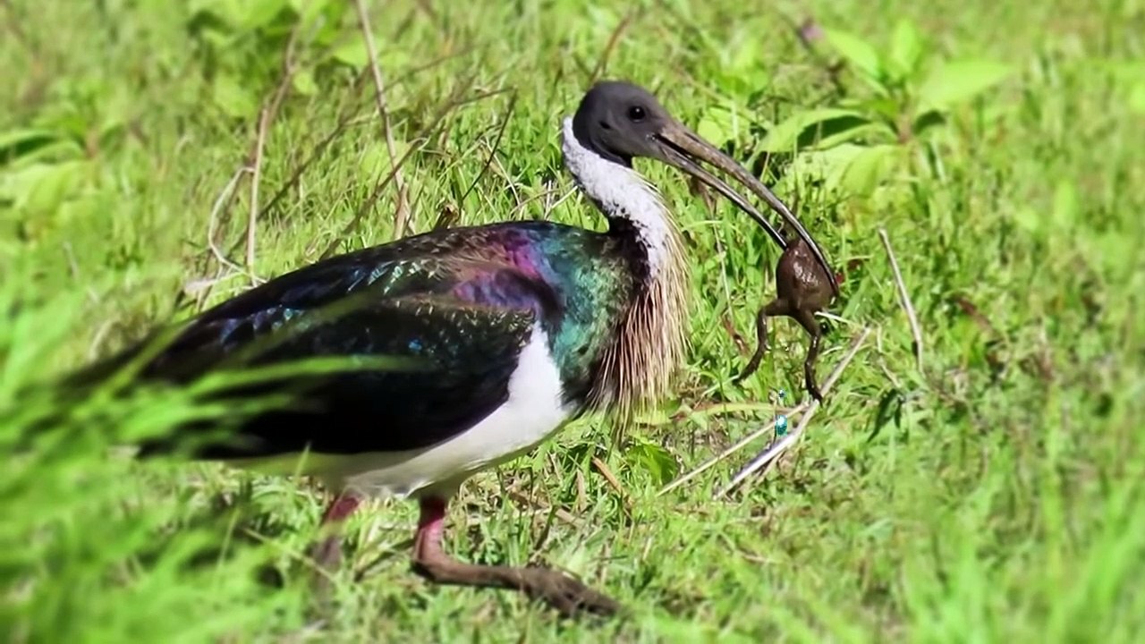 Embarrassingly Dumb Ways Animals Died While Hunting