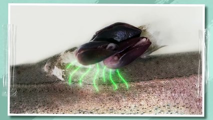 Maddest Ocean Killers That Are Invisible for Their Victims